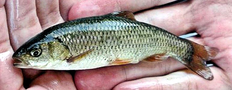 Squalius pyrenaicus_06.jpg